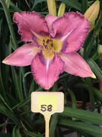 58-Mildred Mitchell_01.webp