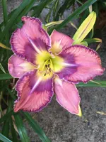 58-Mildred Mitchell_04.webp