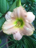59-Barbara Mitchell_099.webp