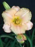 61-King Porcelain_03.jpg