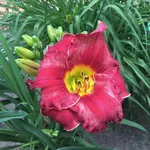 68_Lovely Ladyburg_01.jpg
