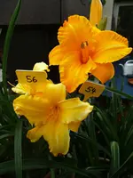 Taglilie 54 & 56.webp