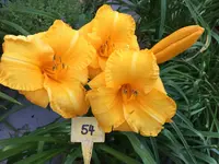 Taglilie 54.webp
