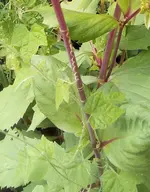 IMG_20210721_120308_301.webp