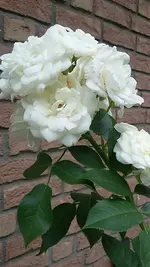 20210719_111206.webp