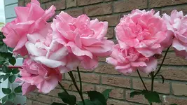 20210719_111041.webp