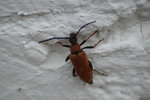 DSC01095.JPG