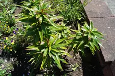 Kaiserkrone.webp