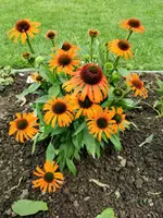 IMG_20210720_192657.webp