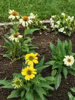 IMG_20210720_192713.webp