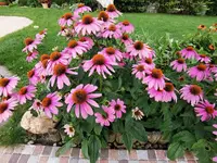 IMG_20210720_192810.webp