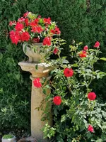 IMG_20210719_103113.webp