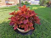 IMG_20210706_075737.webp