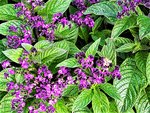 IMG_20210711_161040_1.jpg