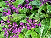 IMG_20210711_161040_1.webp