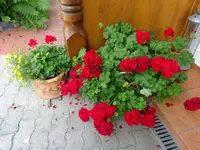 DSC01951 (1).JPG