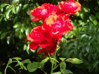 DSC01942.JPG
