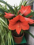 Amaryllis_2021-07_02.jpg