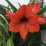 Amaryllis_2021-07_03.jpg