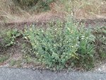 IMG_20210714_113941.jpg