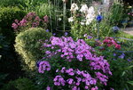 Phlox     0121.JPG