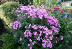 Phlox     0221.JPG