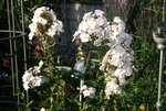 Phlox     0421.JPG