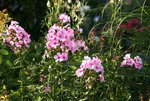 Phlox     0521.JPG