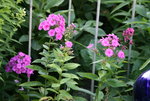 Phlox     0621.JPG