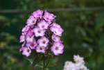 Phlox     0921.JPG