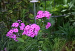 Phlox     1021.JPG