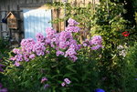 Phlox     1121.JPG