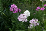 Phlox     1221.JPG