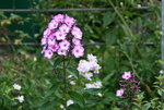 Phlox     1321.JPG