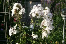 Phlox     0421.webp