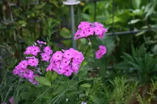 Phlox     1021.webp