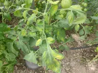 01.webp