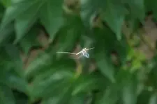 Eintagsfliege 1.webp
