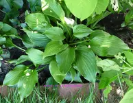 Forum Hosta Invincible 2021_07_22 P1170695.webp