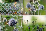 Blaue Edeldistel 5.jpg