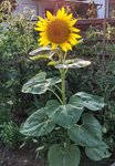 IMG_20210723_184743.jpg