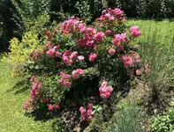 73C23127-A3D8-4EA2-B842-2CDE7DB1D7C7.webp
