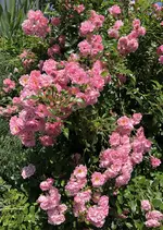 EFBD85B0-0422-4BCE-AF8C-715BE1E752BA.webp