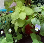 IMG_20210724_131530_687.webp