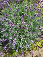 IMG_20210711_163108.jpg