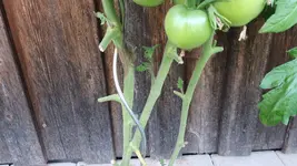 Tomaten bei mir02.webp