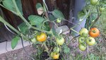 Tomaten bei mir03.jpg