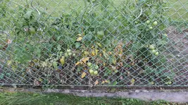 Tomaten Nachbarin01.webp