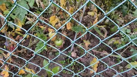 Tomaten Nachbarin02.webp