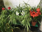 Amaryllis 20210725_01.jpg